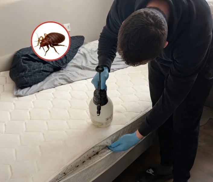 Technicien traitant un matelas contre les punaises de lit à Limetz-Villez